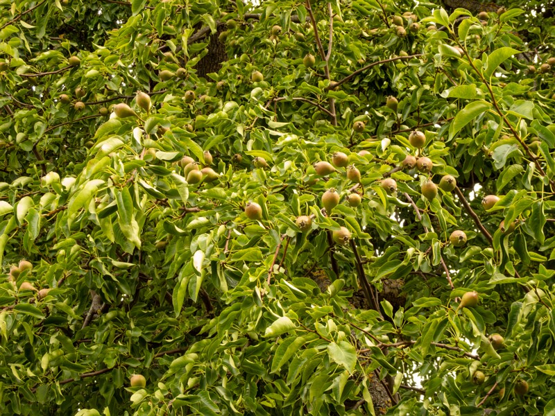 Pyrus communis  2022-07-25 1-2
