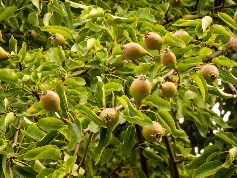 Pyrus communis  2022-07-25 1-3
