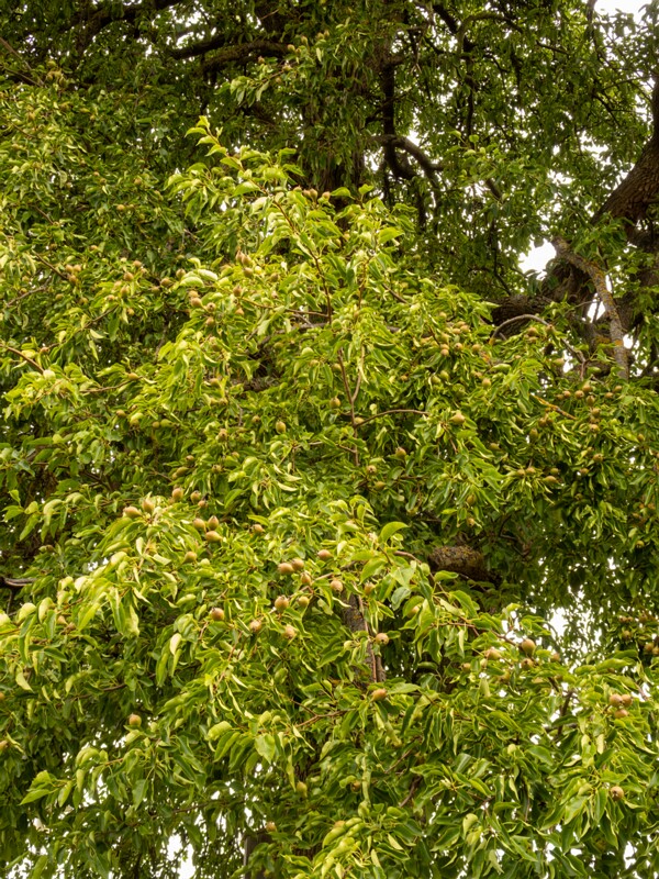 Pyrus communis  2022-07-25 1-4