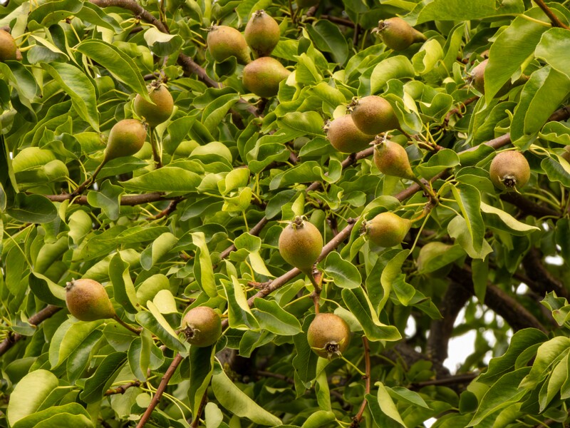 Pyrus communis  2022-07-25 1-5