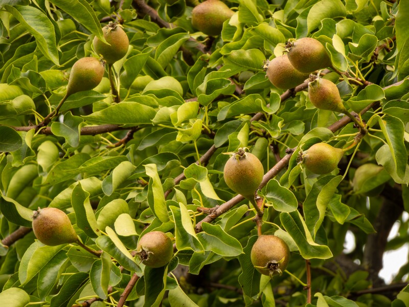 Pyrus communis  2022-07-25 1-6