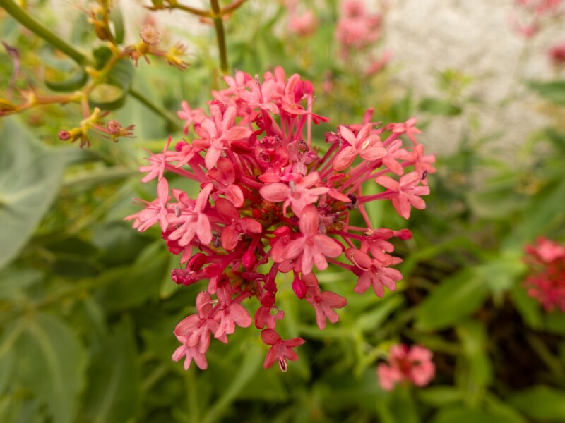 lat. Centranthus ruber