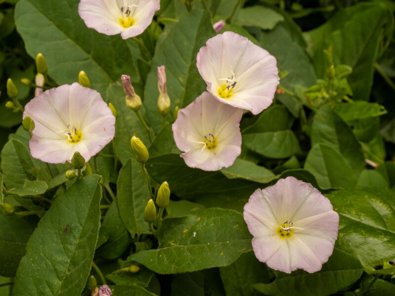 lat. Convolvulus arvensis