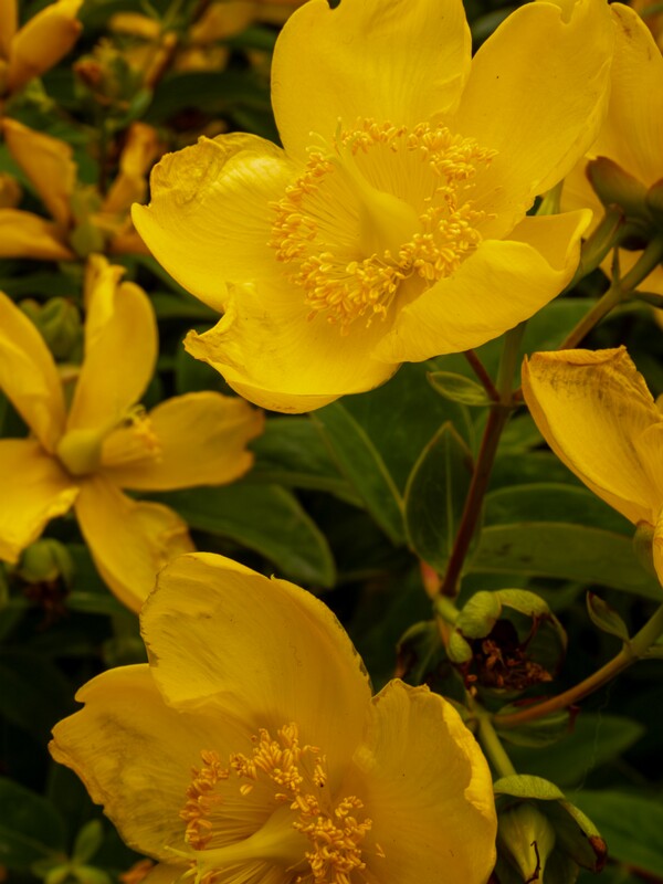 lat. Hypericum x hidcoteense