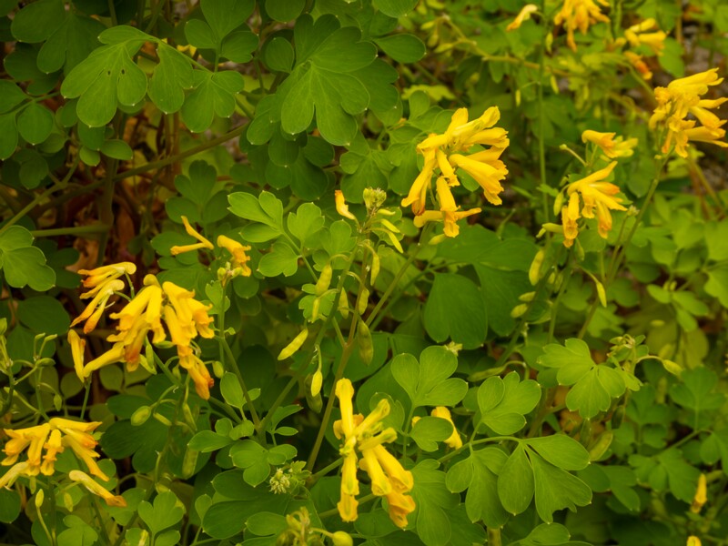Flora